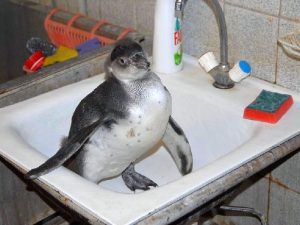 Пингвин в раковине фото